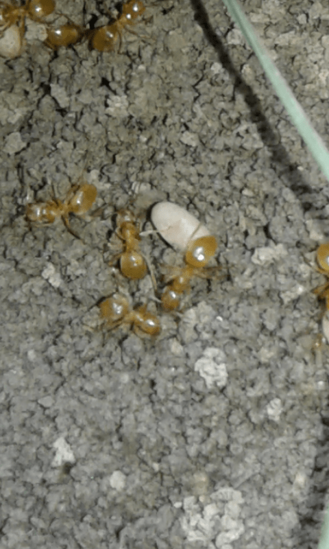 Formicidae : Lasius sp.?  S